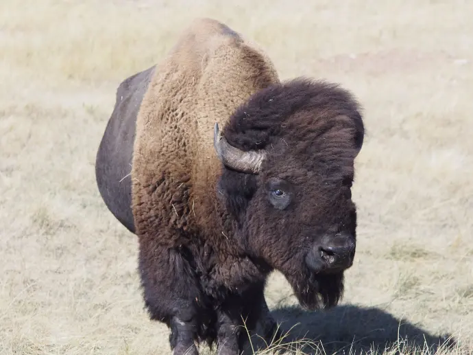 Bisons sauvage