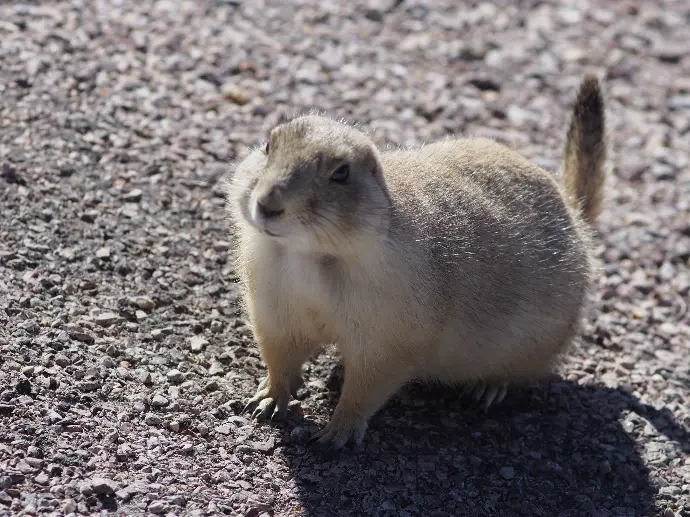 Prairie dog