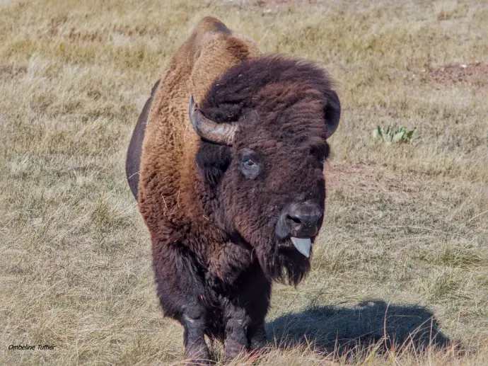 Bisons Dakota Parc Nationaux Sauvage