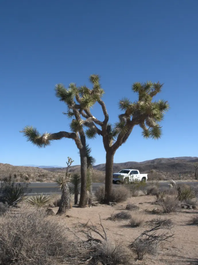 Joshua Tree californie National park
