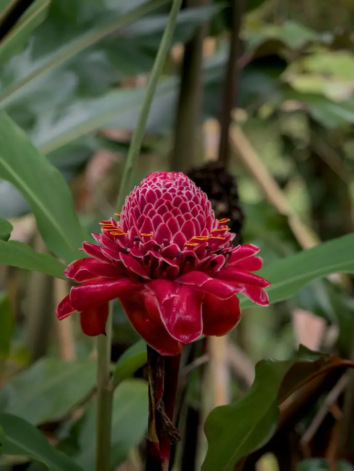 fleur hawai rose