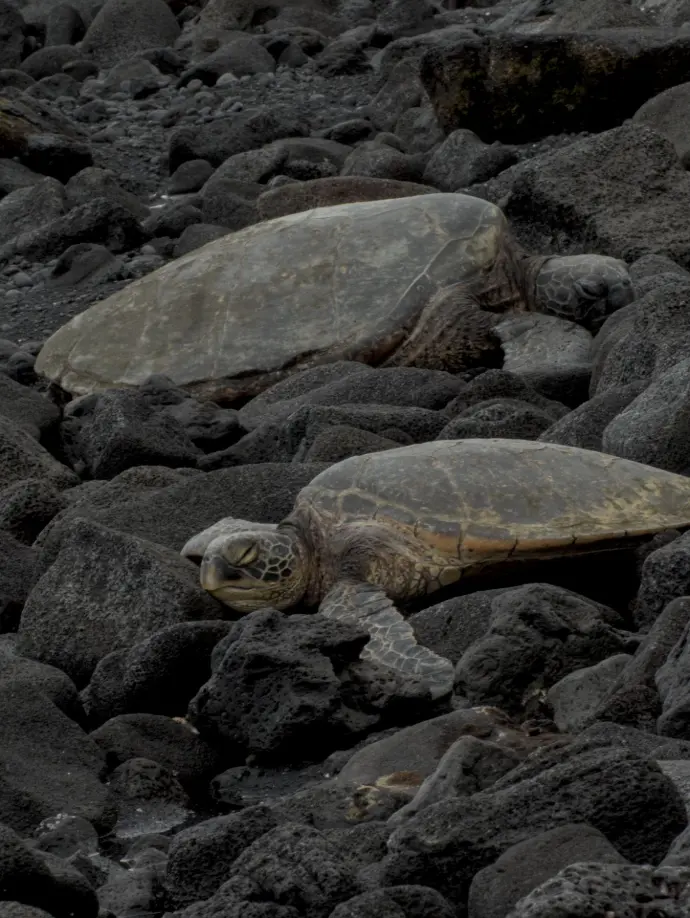tortues vertes plage sable noir