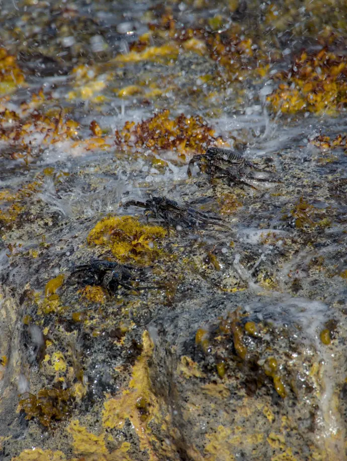 crabes ocean hawai plage cailloux