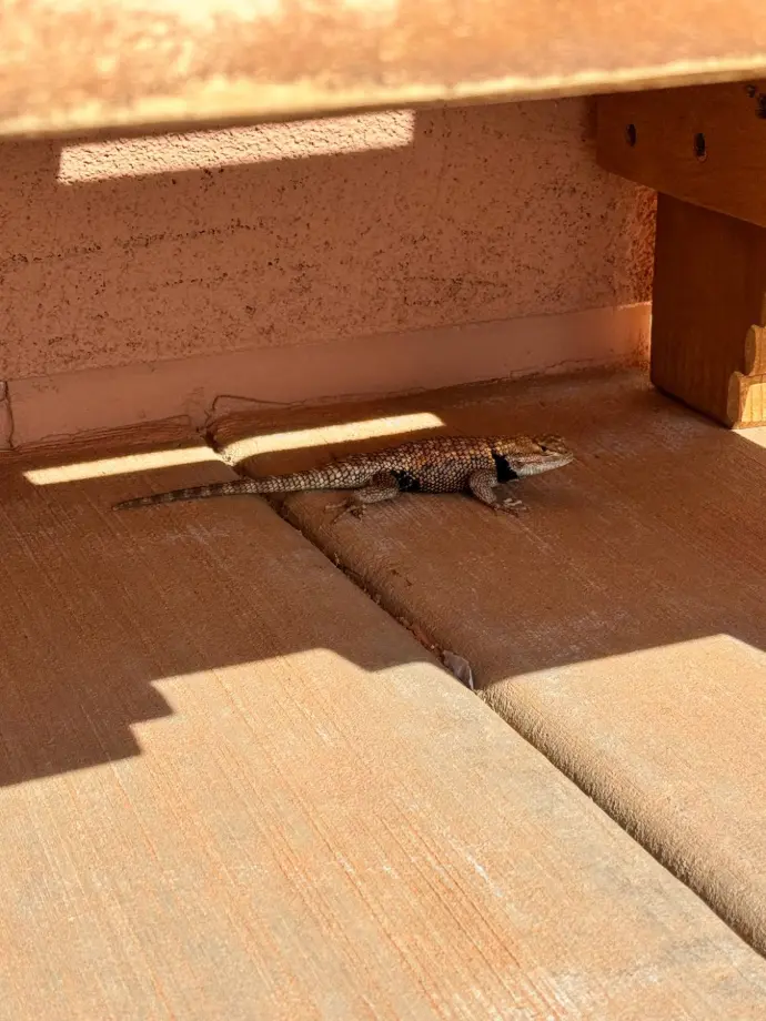 lézard utah arizona desert