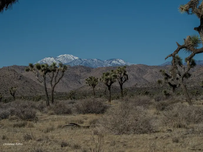 au pair national park californie joshua tree