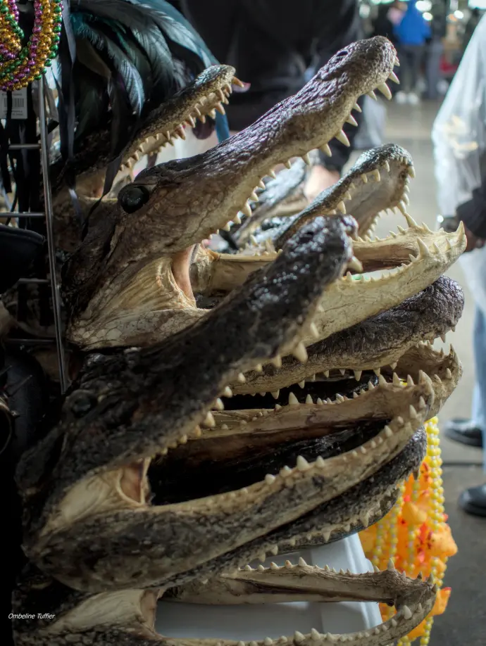 new orleans aupairs usa french market alligator 