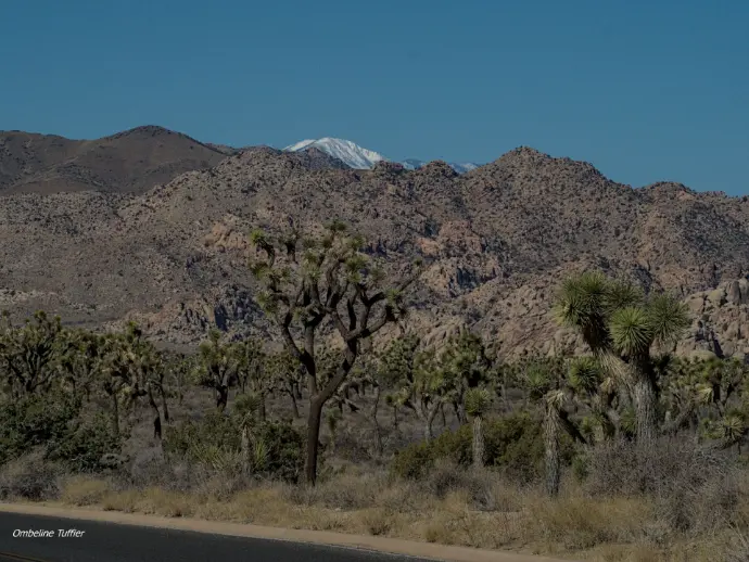 joshua tree national park californie usa