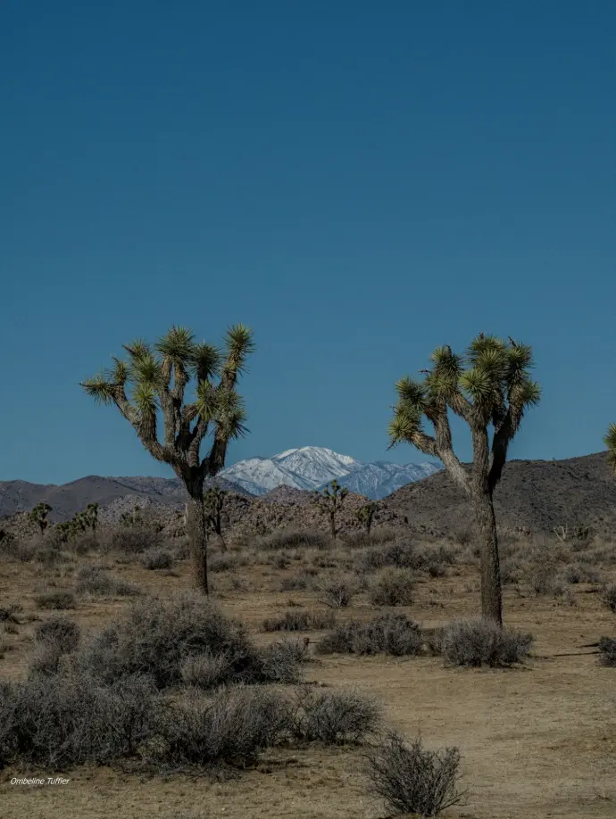 joshua tree national park californie au pair road trip