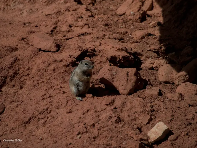 squirrel ecureuil valley of fire national park nevada