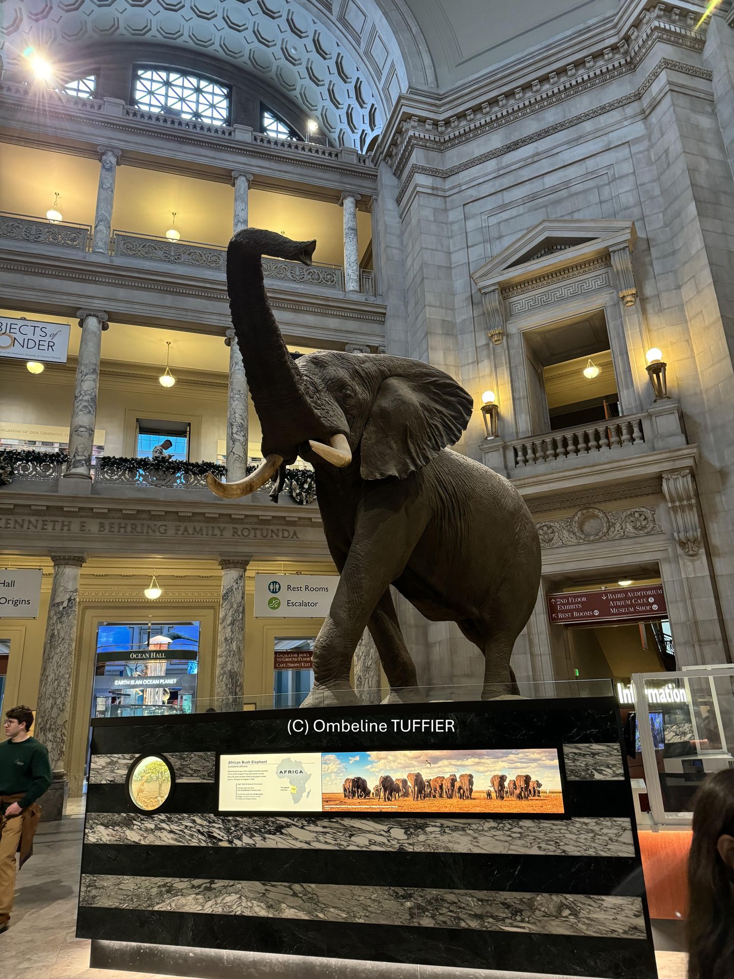 NMNH free gratuit fun