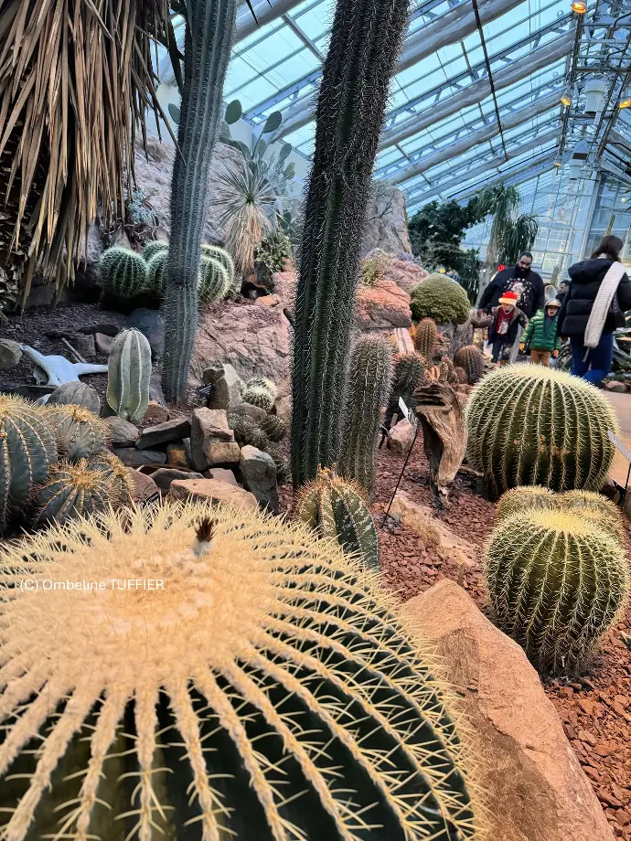 Serre botanique cactus DC free