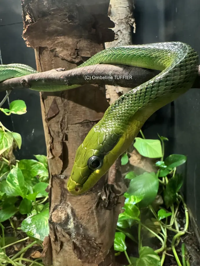 zoo serpents kentucky