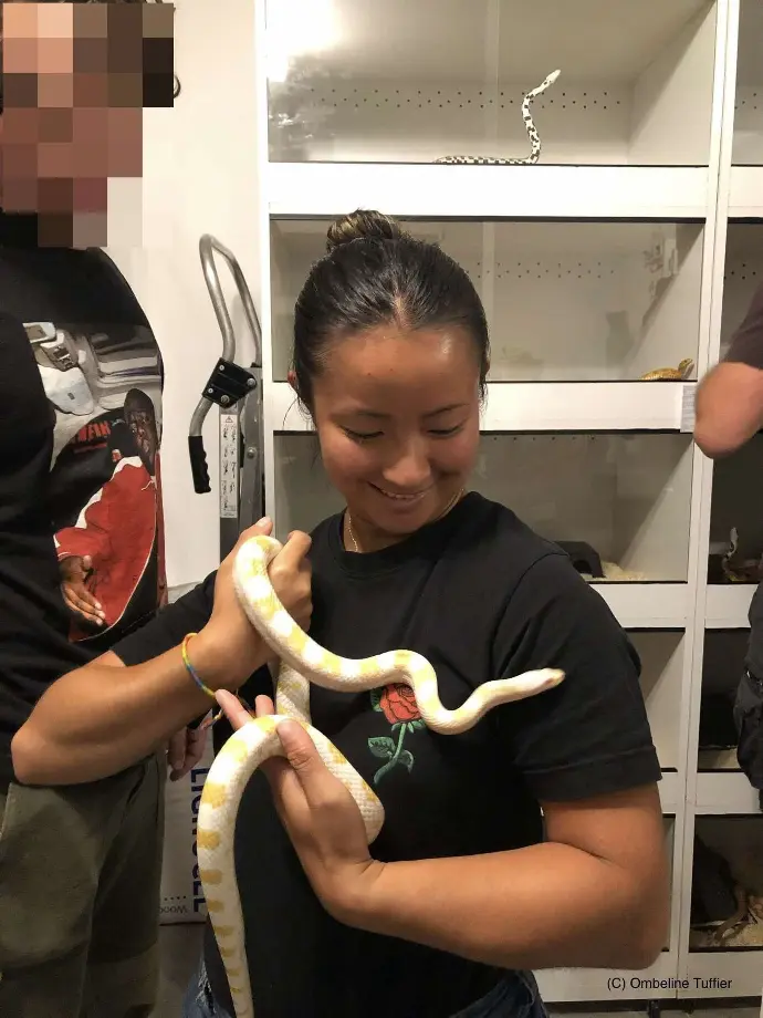 Amis Serpents